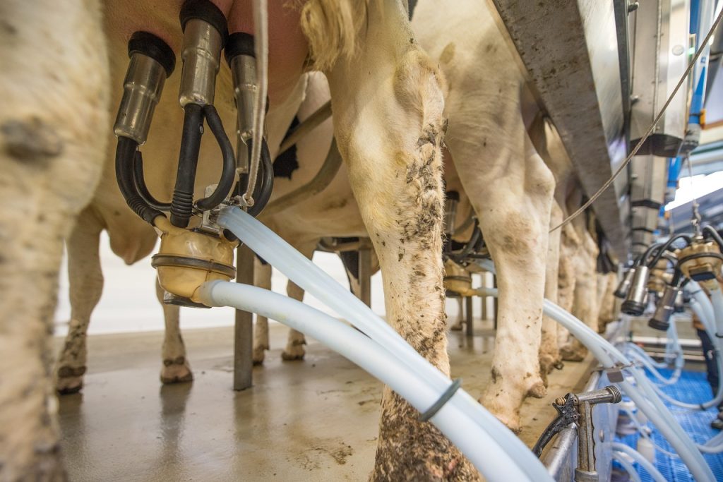 milk, cow's milk, animal product, whole milk, agriculture, farm yard, close up, milking, beef, court, bovine, the milking parlor, cow, cows, ruminant, teat cups, udder, teat, farm animal, milk production, milk, milk production, milk production, milk production, milk production, milk production